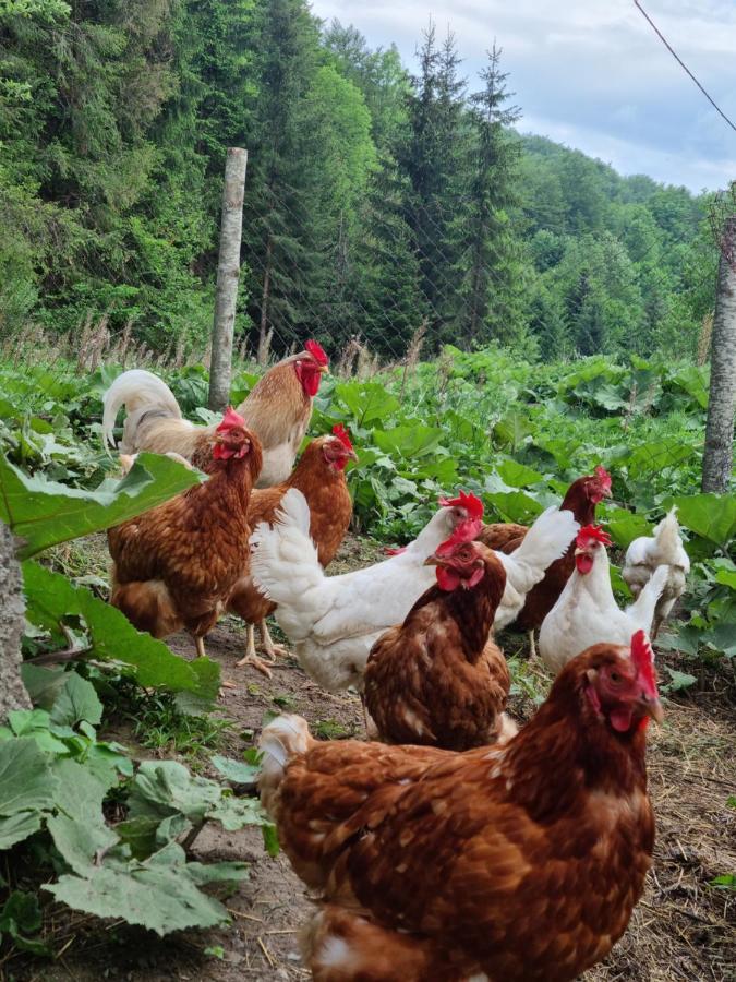 Farmstead Green Haven Mojkovac Bagian luar foto