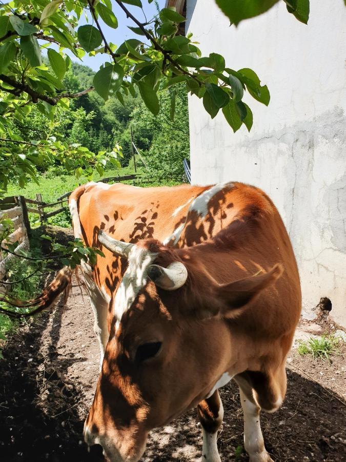 Farmstead Green Haven Mojkovac Bagian luar foto