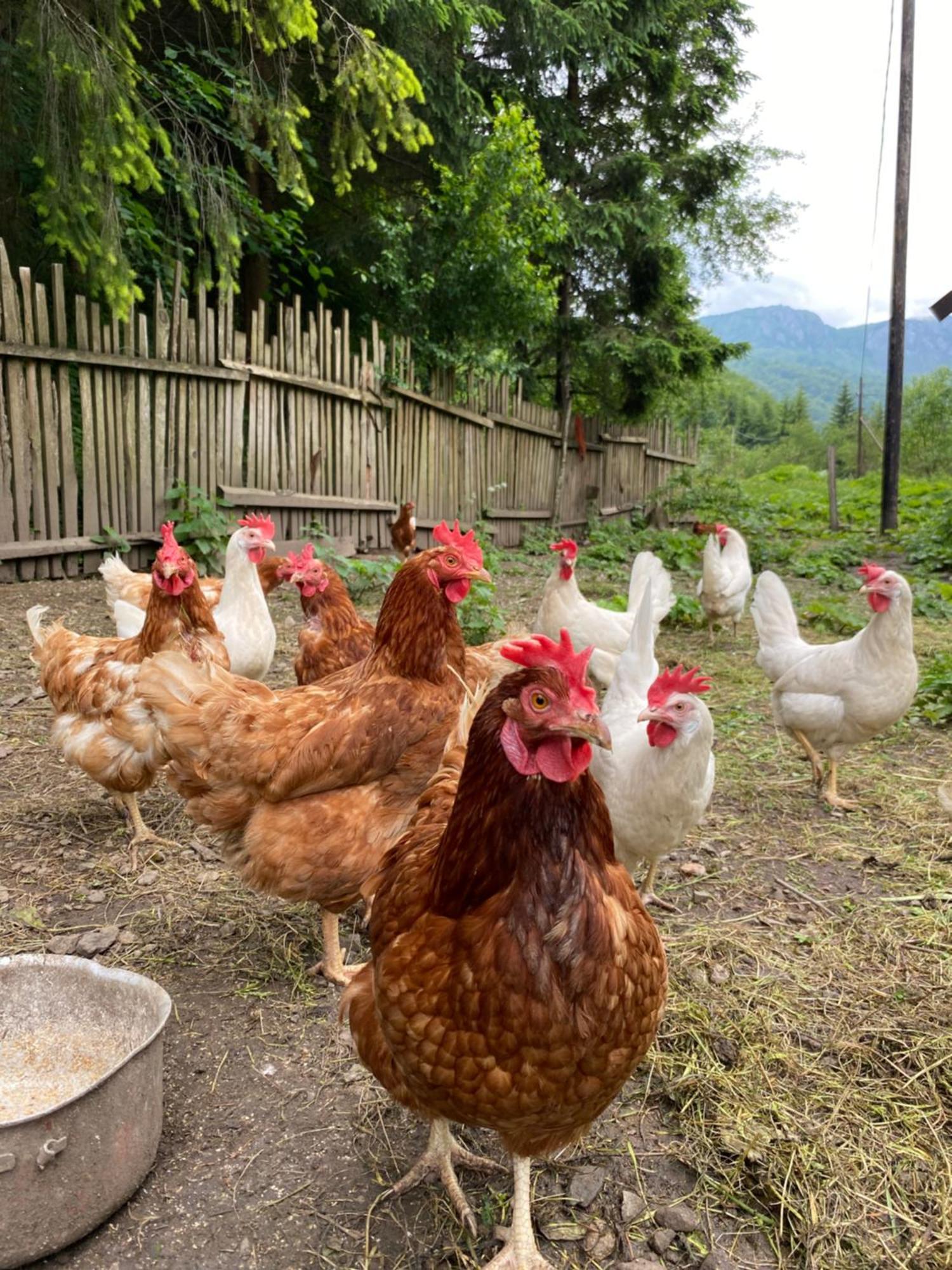 Farmstead Green Haven Mojkovac Bagian luar foto
