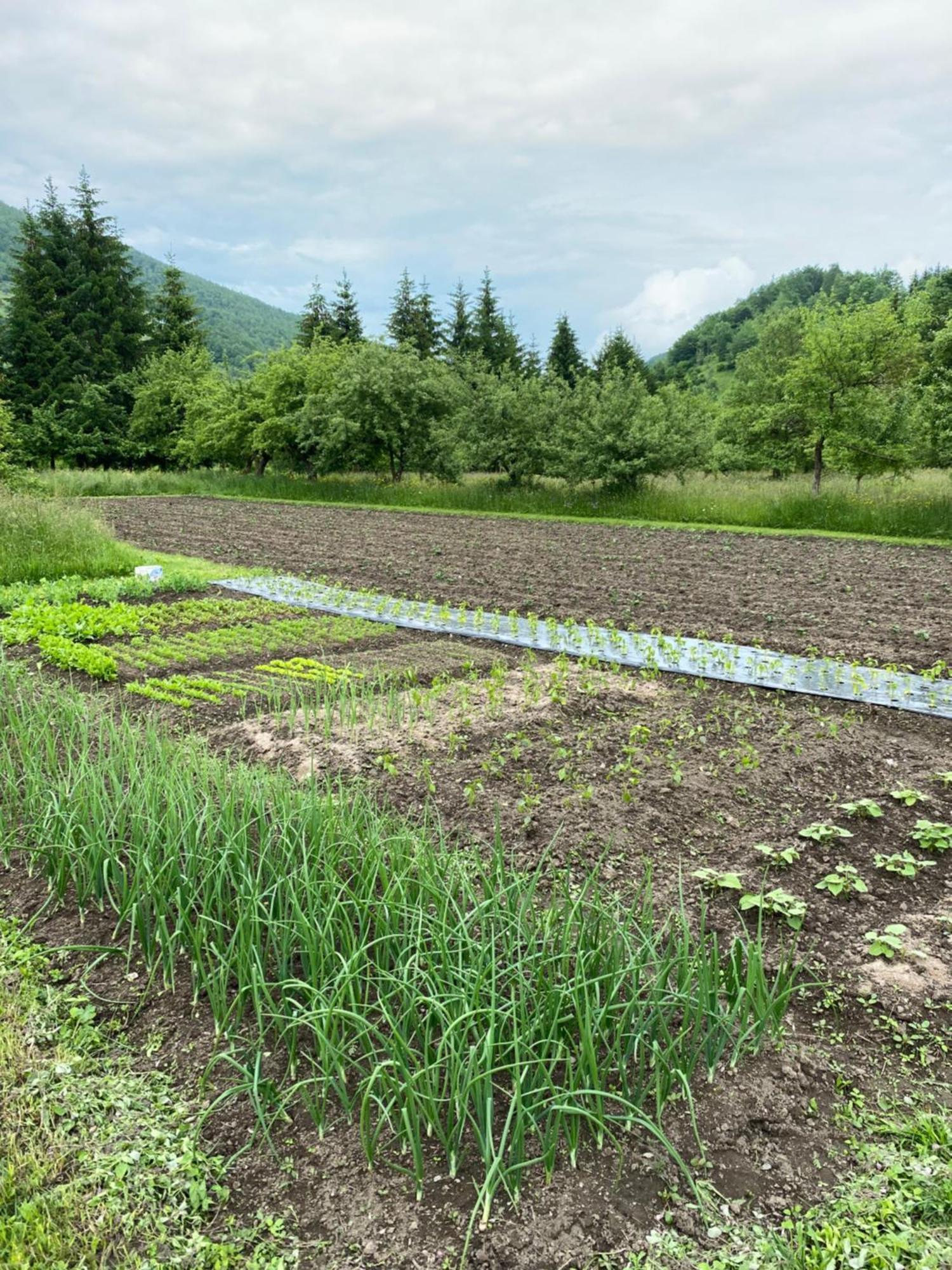Farmstead Green Haven Mojkovac Bagian luar foto