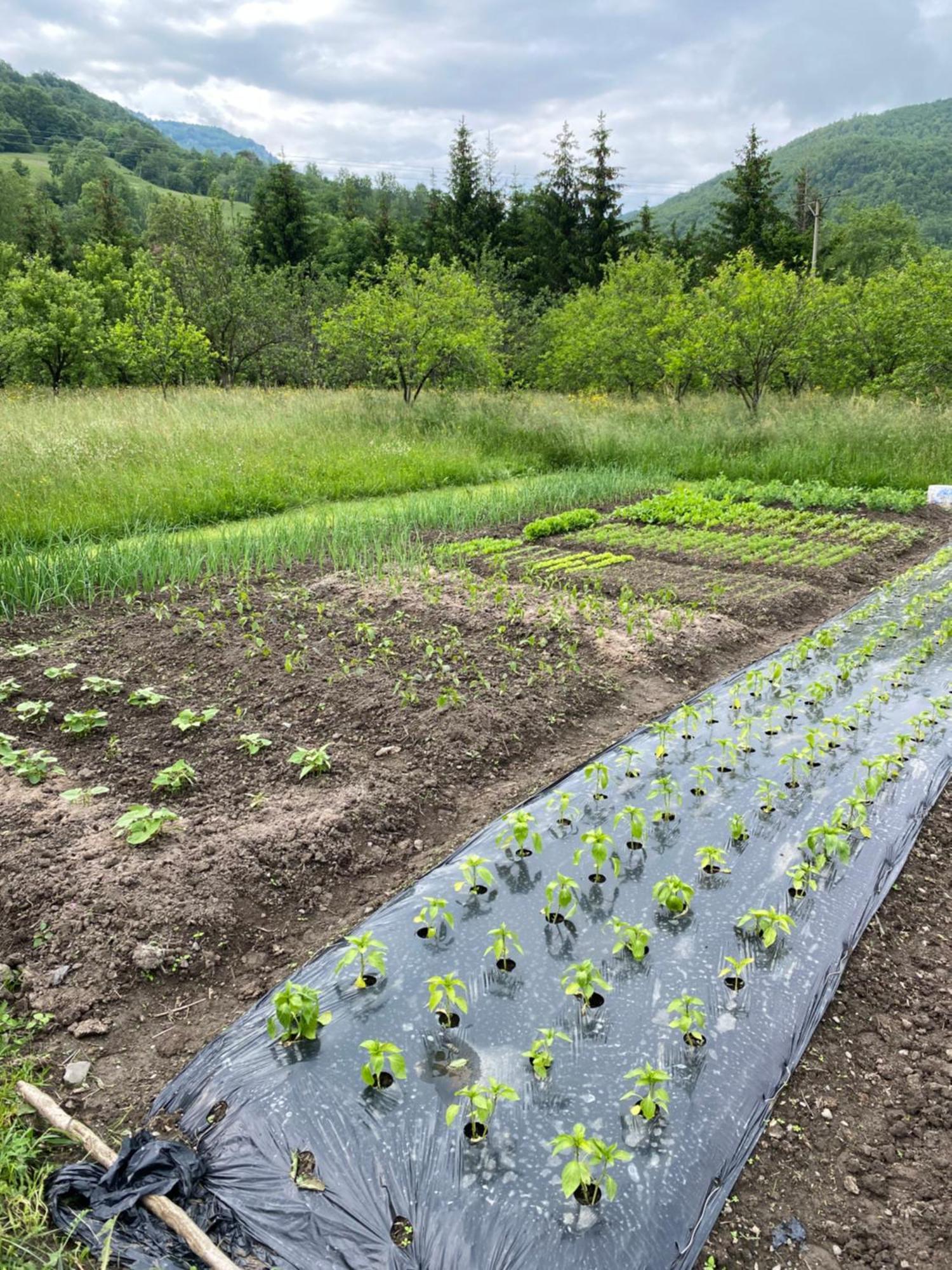 Farmstead Green Haven Mojkovac Bagian luar foto